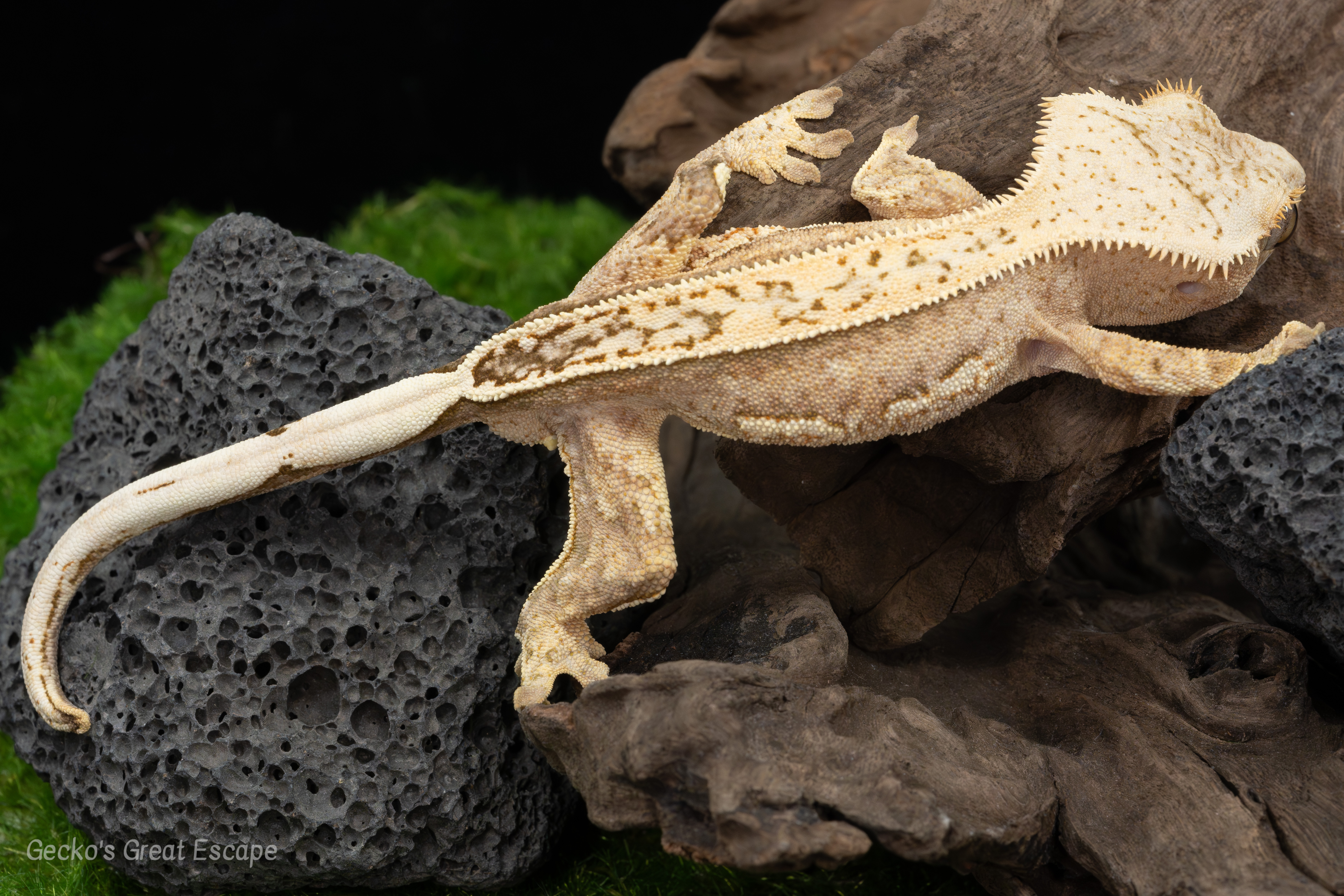 Macro shot of a normal morph Crested Gecko