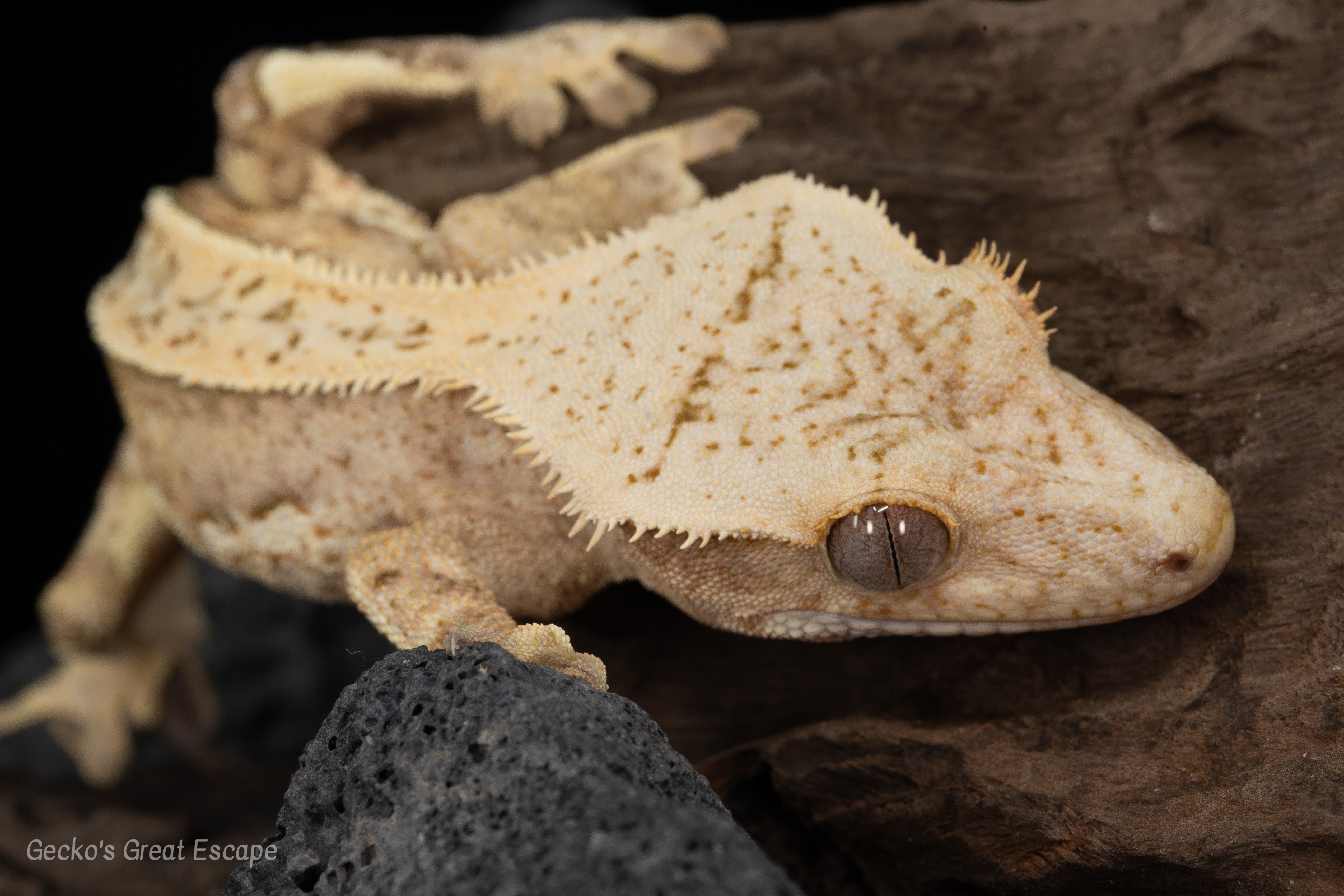 Macro shot of a normal morph Crested Gecko