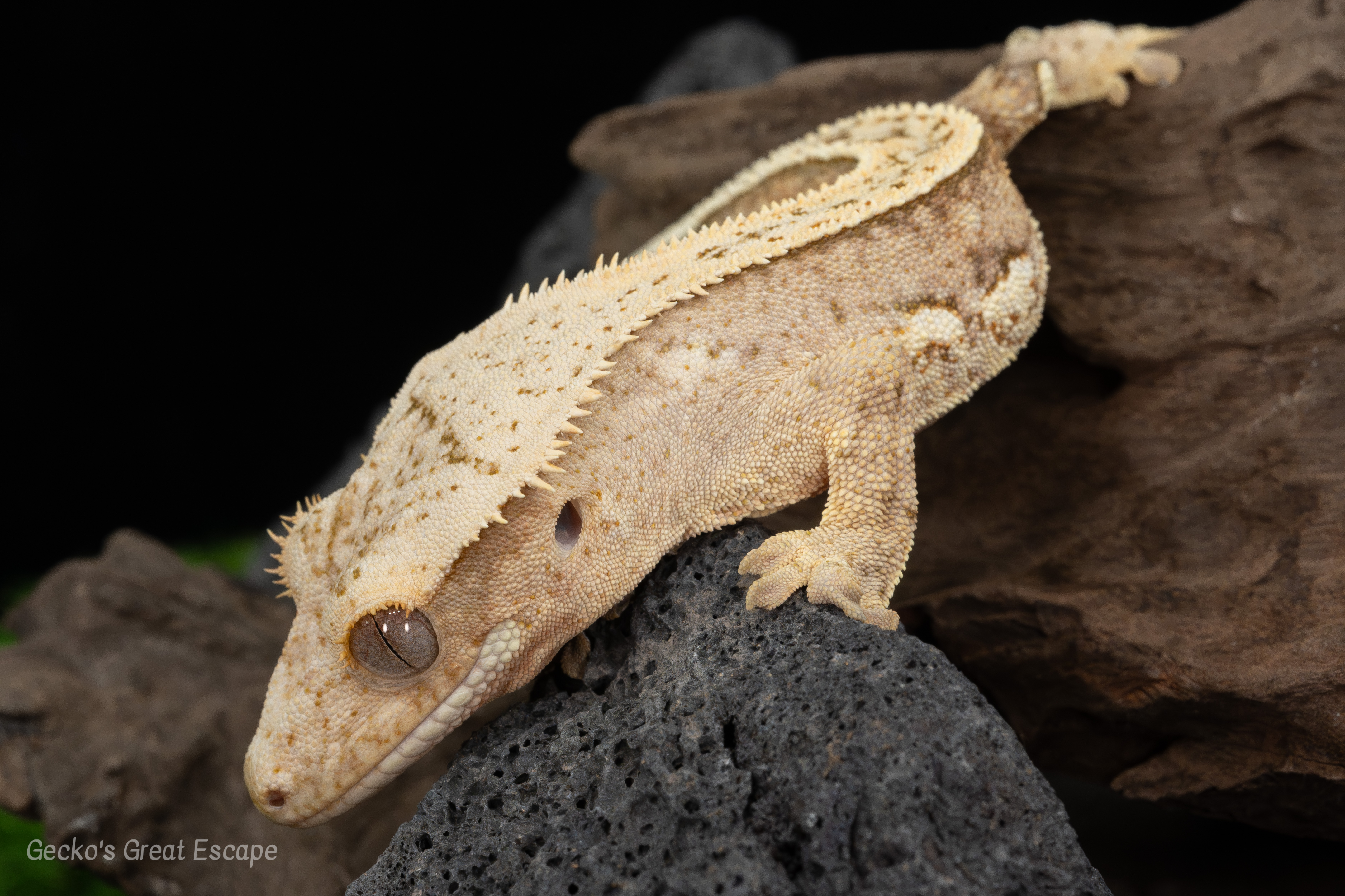 Macro shot of a normal morph Crested Gecko